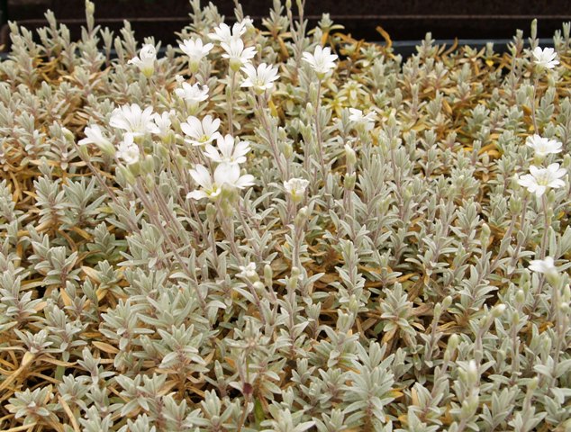 Cerastium tomentosum